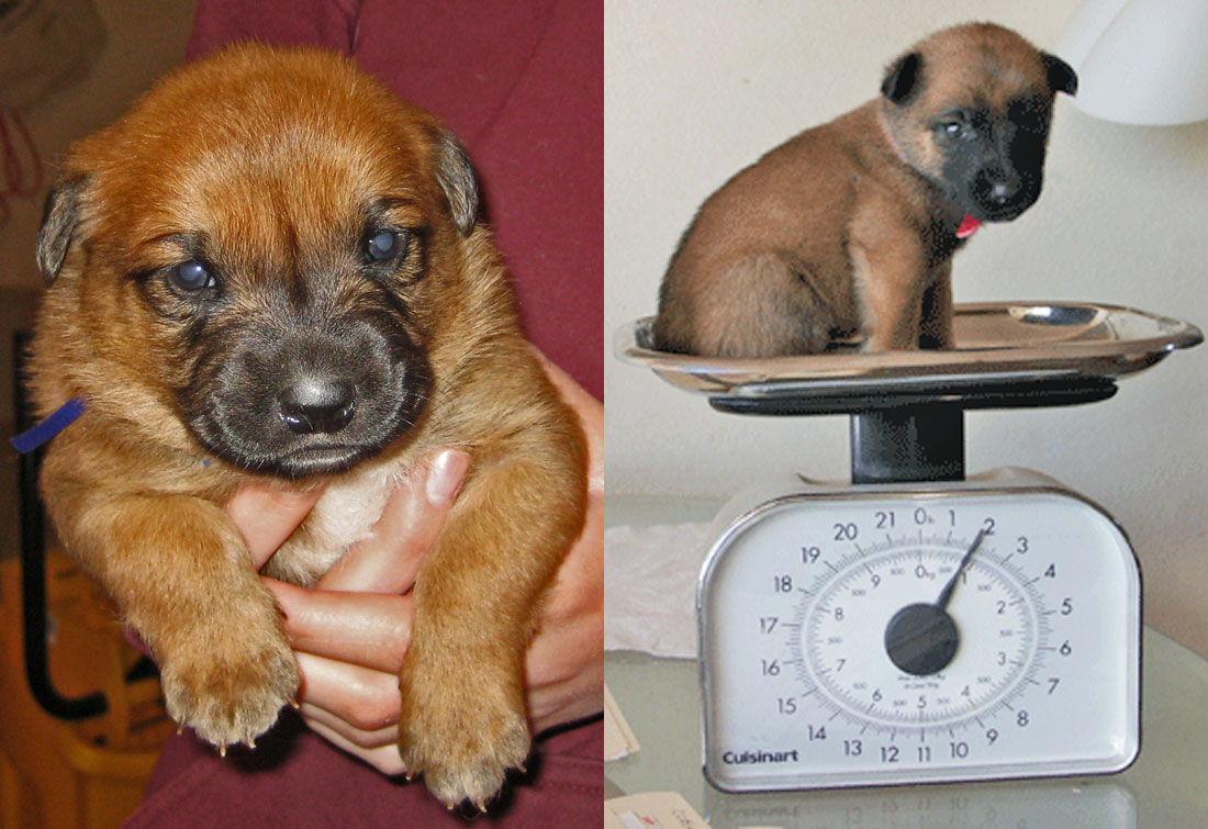 Malinois Puppies For Sale
