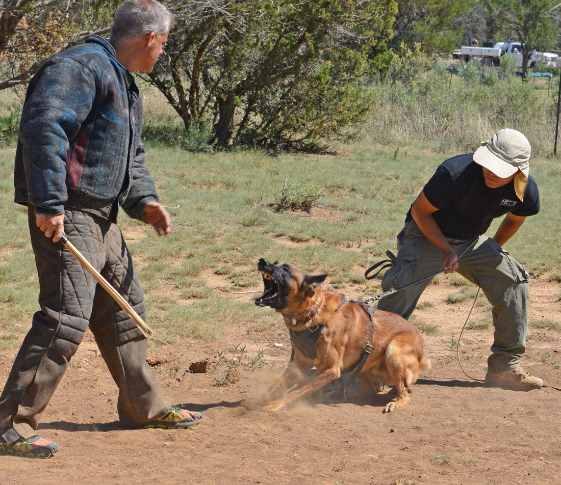 Patrol Dog Training