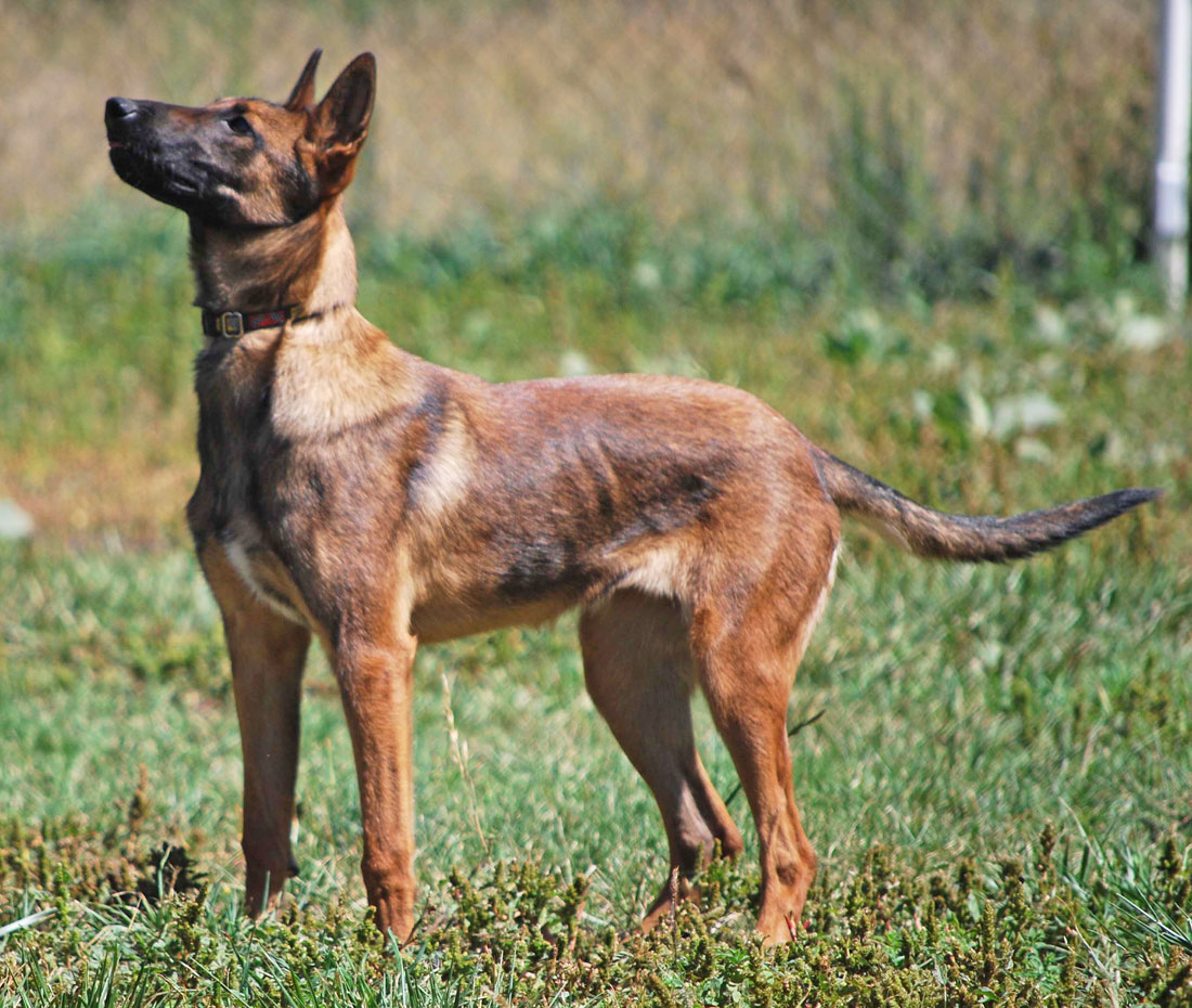 Ruidoso Malinois Protection Dog Testimonial