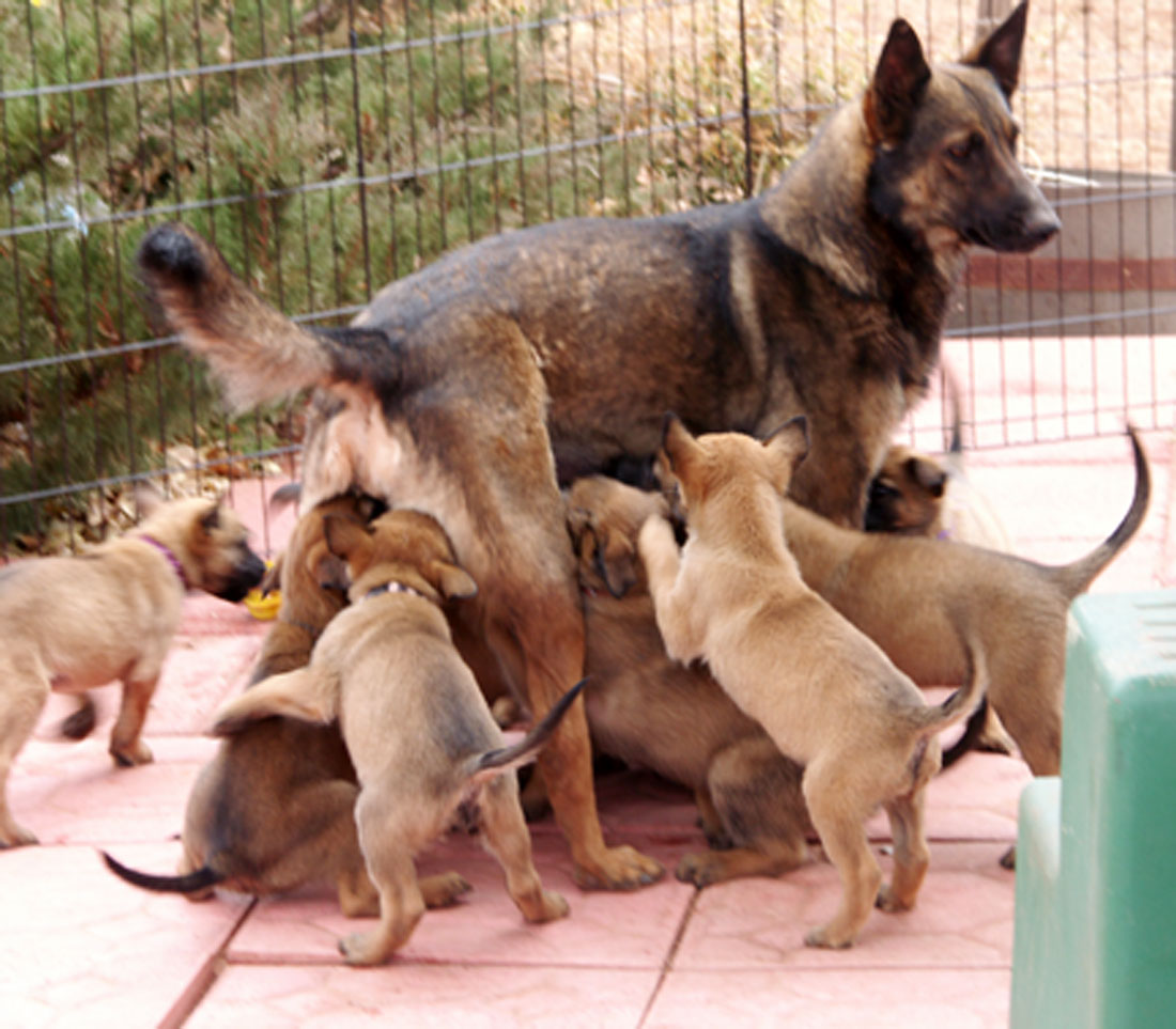 Belgian Malinois Mom And Puppies