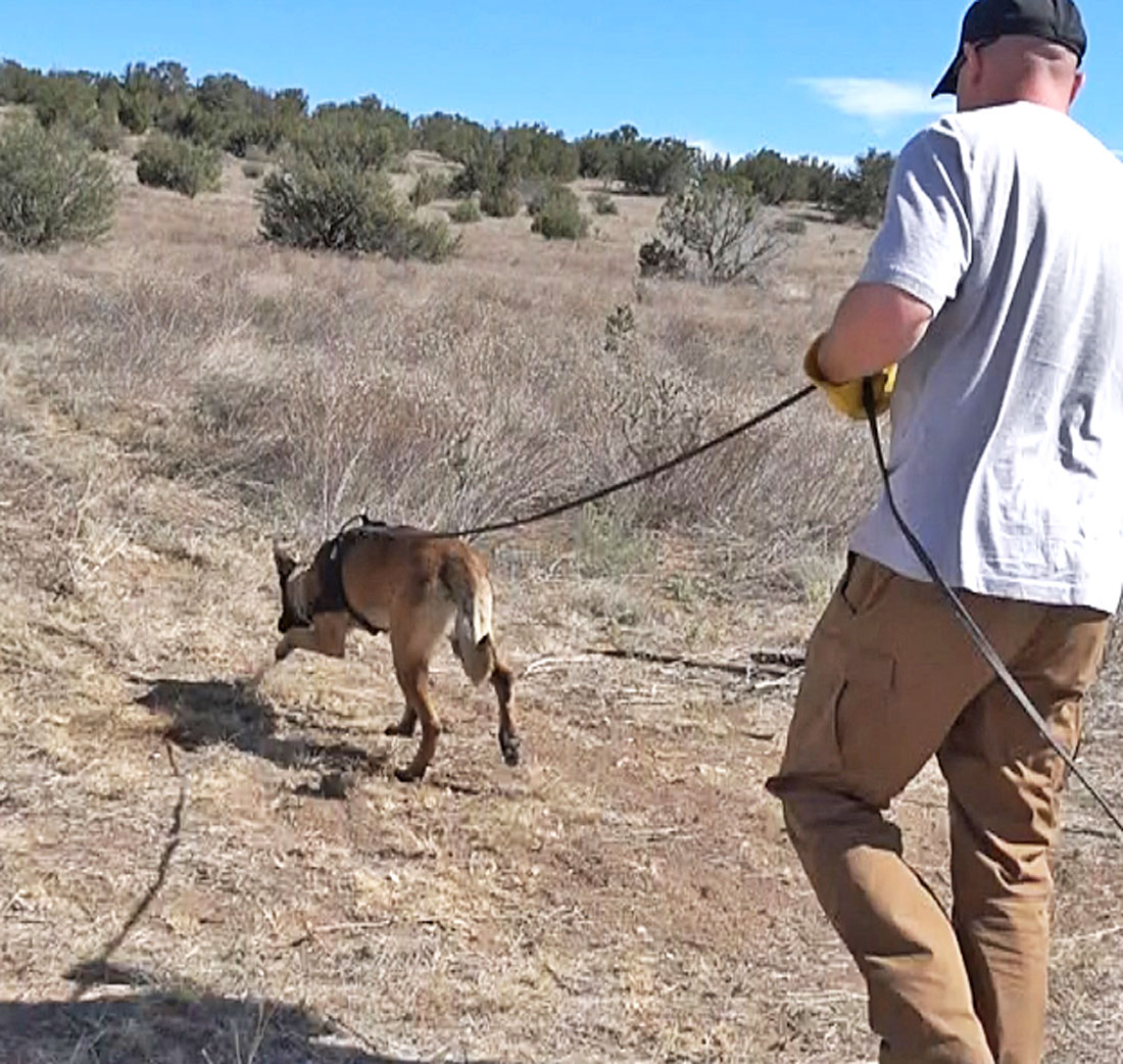 Tracking Dog Training